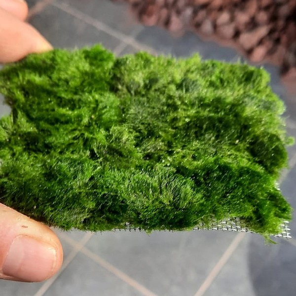 Marimo Moss Carpet 10x10 Canlı Bitki