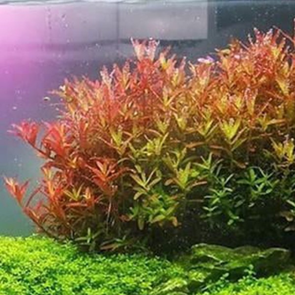 Rotala Fujian Saksı Canlı Bitki