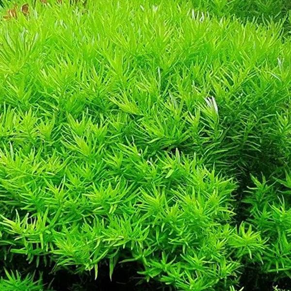 Rotala Indica Green Saksı Canlı Bitki