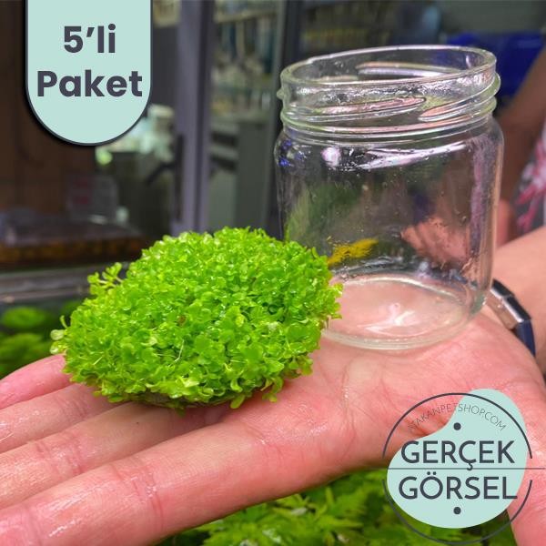 Micranthemum Monte Carlo In Vitro 5 ADET