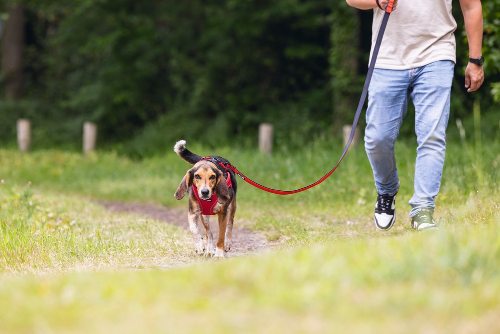 Beeztees Köpek Göğüs Tasması, Neopren, Kırmızı, M, 41-46cm