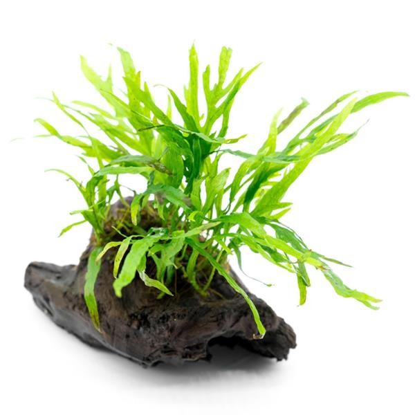 Java Fern Trident Mini Saksı Canlı Bitki