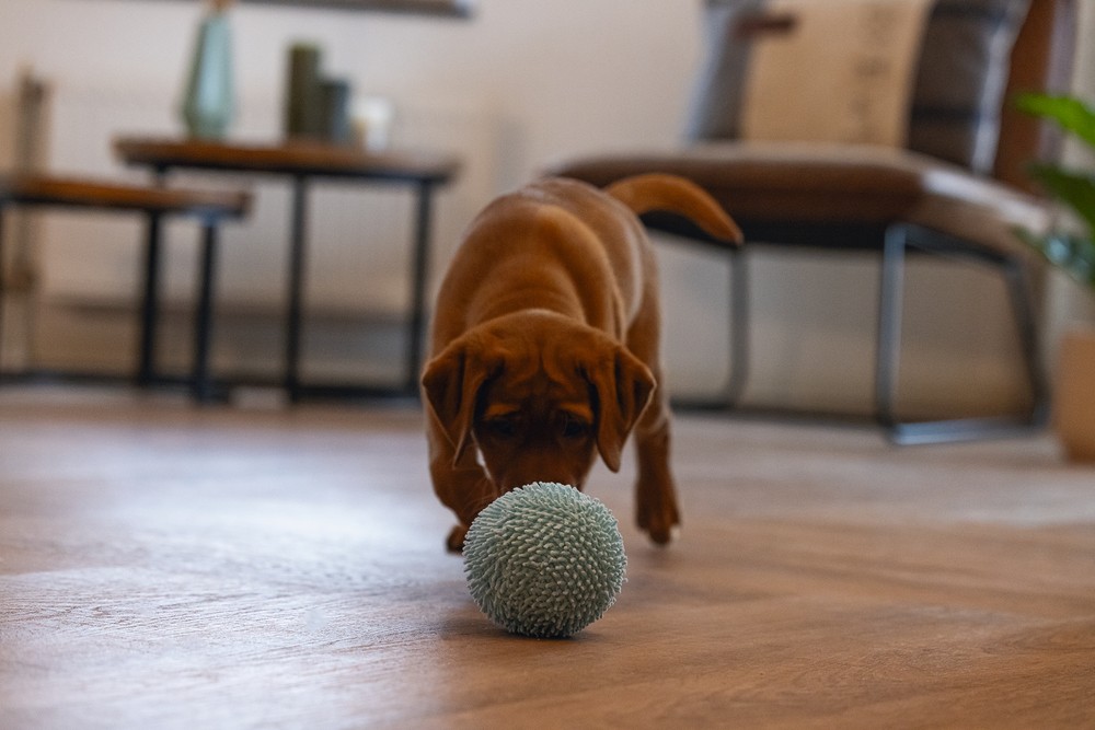 Beeztees Yavru Köpek Oyuncağı, Top, Peluş, Mavi, 10cm