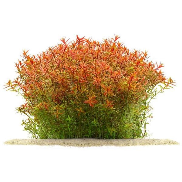 Rotala Orange Juice In Vitro Canlı Bitki