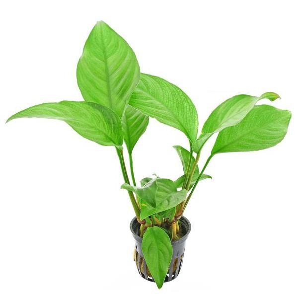 Anubias Heterophylla Saksı Canlı Bitki 5-7 Yaprak