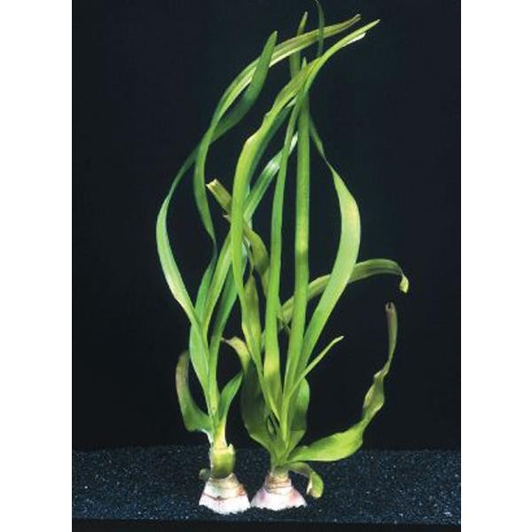 Crinum Thaianum Soğan Canlı Bitki