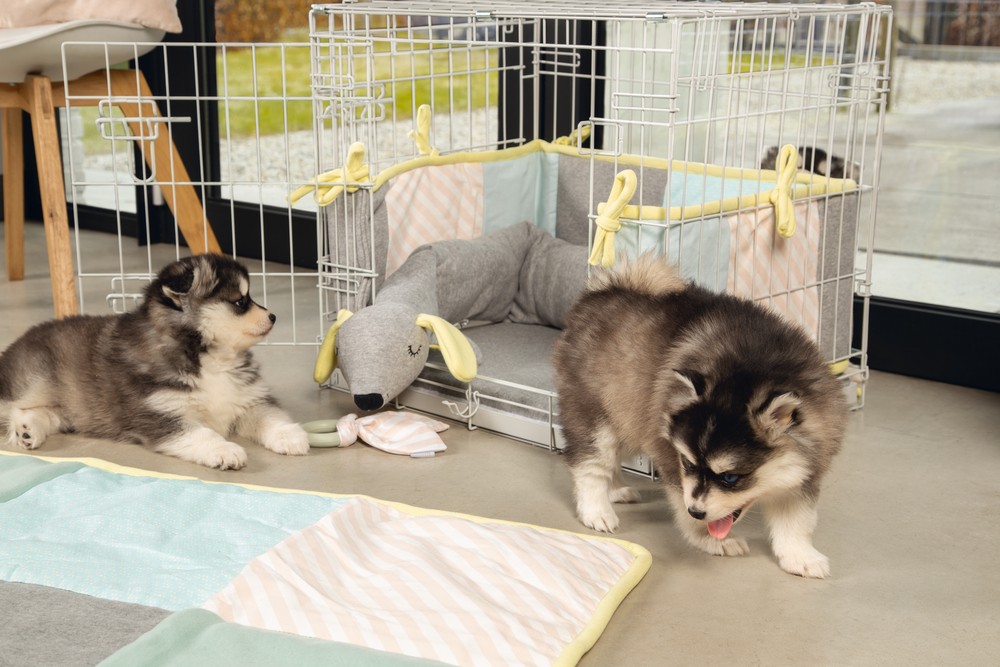 Beeztees Yavru Köpek Diş Oyuncağı, İçi Dolu Halka ve Kumaş, Kauçuk, Yeşil, 8,5cm