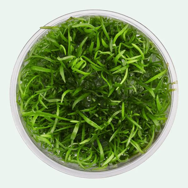 Lilaeopsis Novaezelandiae In Vitro Canlı Bitki