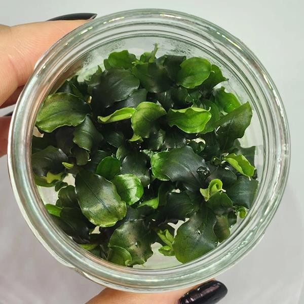 Bucephalandra Green Wavy In Vitro Canlı Bitki