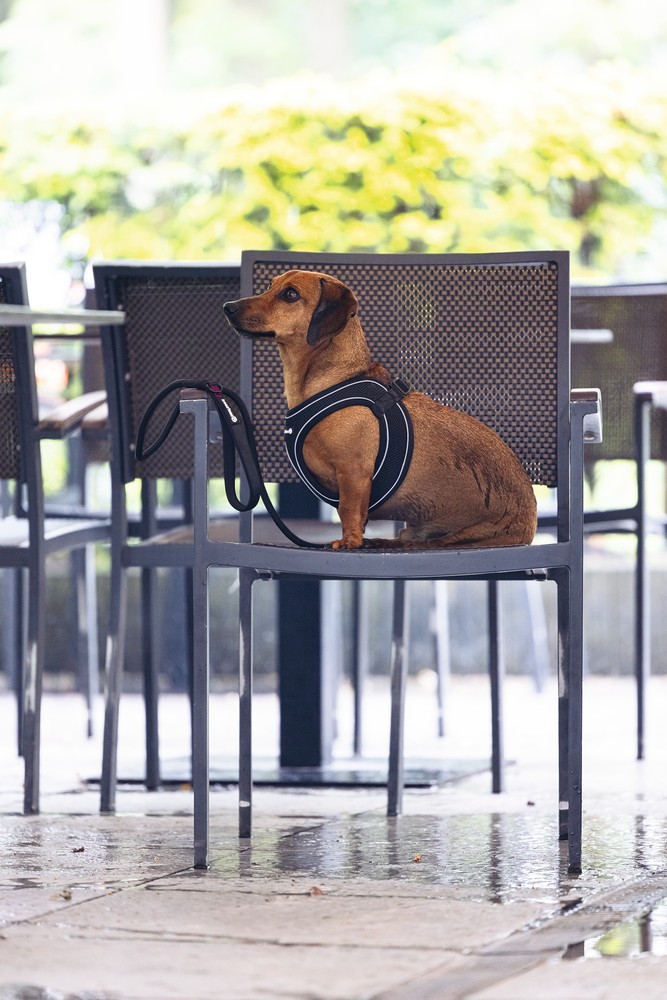 Beeztees Köpek Göğüs Tasması, Neopren, Siyah, XS, 30-35cm
