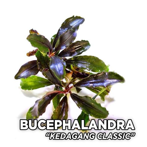Bucephalandra Kedagang Classic Saksı Canlı Bitki