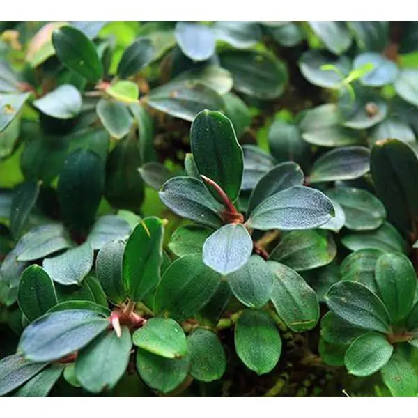 BUCEPHALANDRA for ヒューメリック BUCEPHALANDRA for ヒューメリック