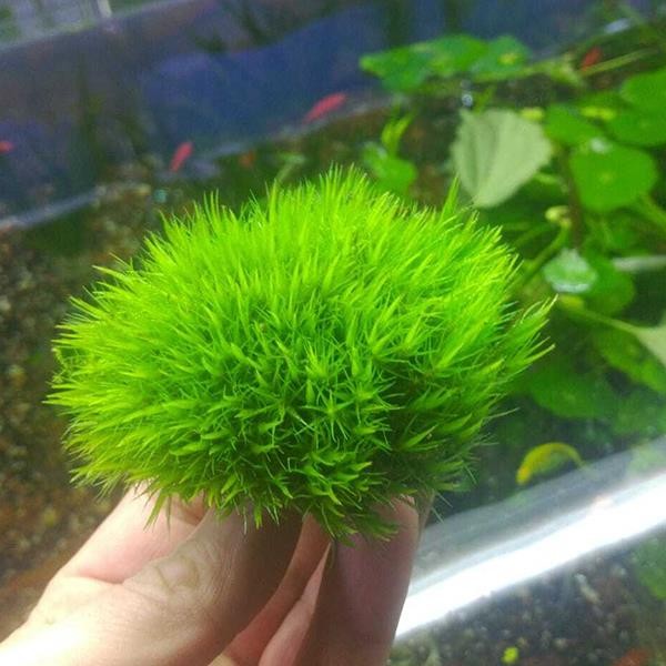 Dicranum Scoparium Moss Canlı Bitki (Karasal Moss)