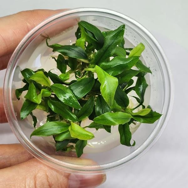 Anubias Glabra Mini In Vitro Canlı Bitki