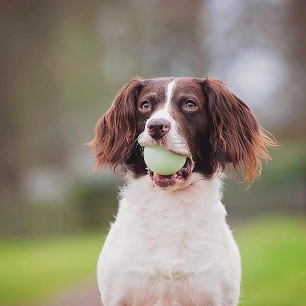 Chuckit Fetch Medley Gen 2 Köpek Oyun Topu Küçük Boy 3lü