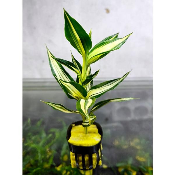 Dracenae Sanderiana Florida Saksı Canlı Bitki
