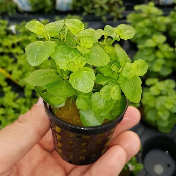 Cardamine Lyrata Vietnam Saksı Canlı Bitki