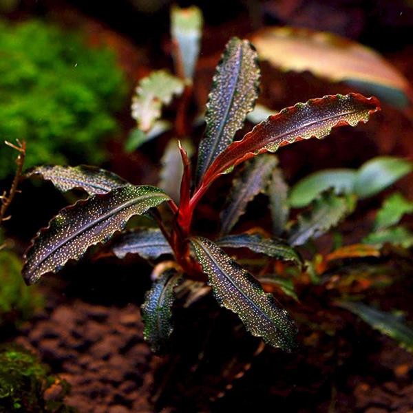Bucephalandra Godzilla Kedagang Red Saksı Canlı Bitki