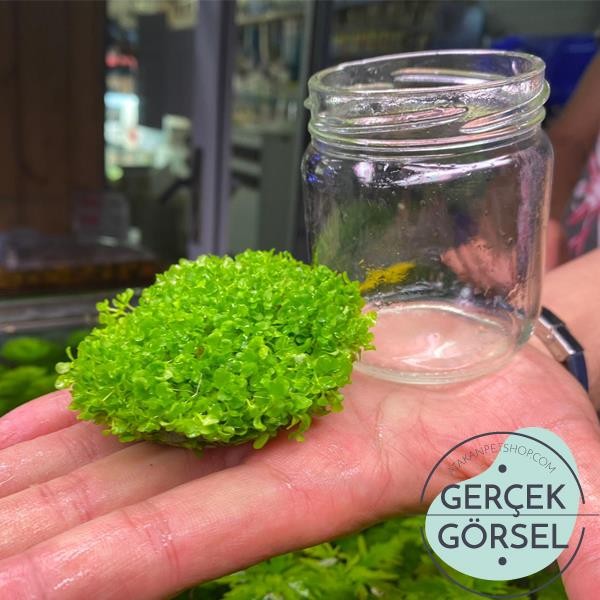 Micranthemum Monte Carlo In Vitro 5 ADET