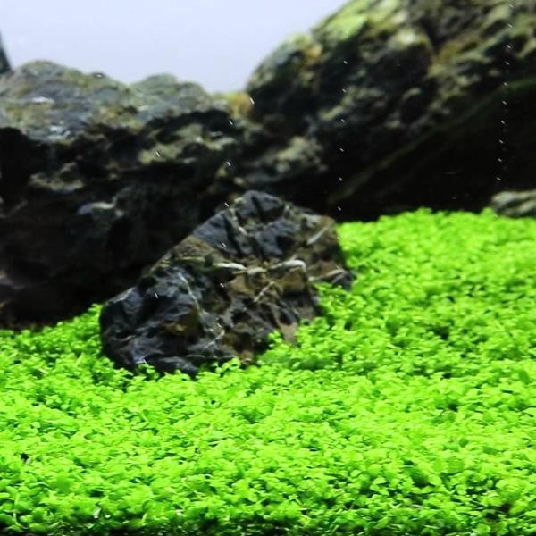 Micranthemum Monte Carlo In Vitro 5 ADET
