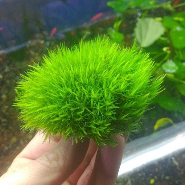 Dicranum Scoparium Moss Canlı Bitki (Karasal Moss)