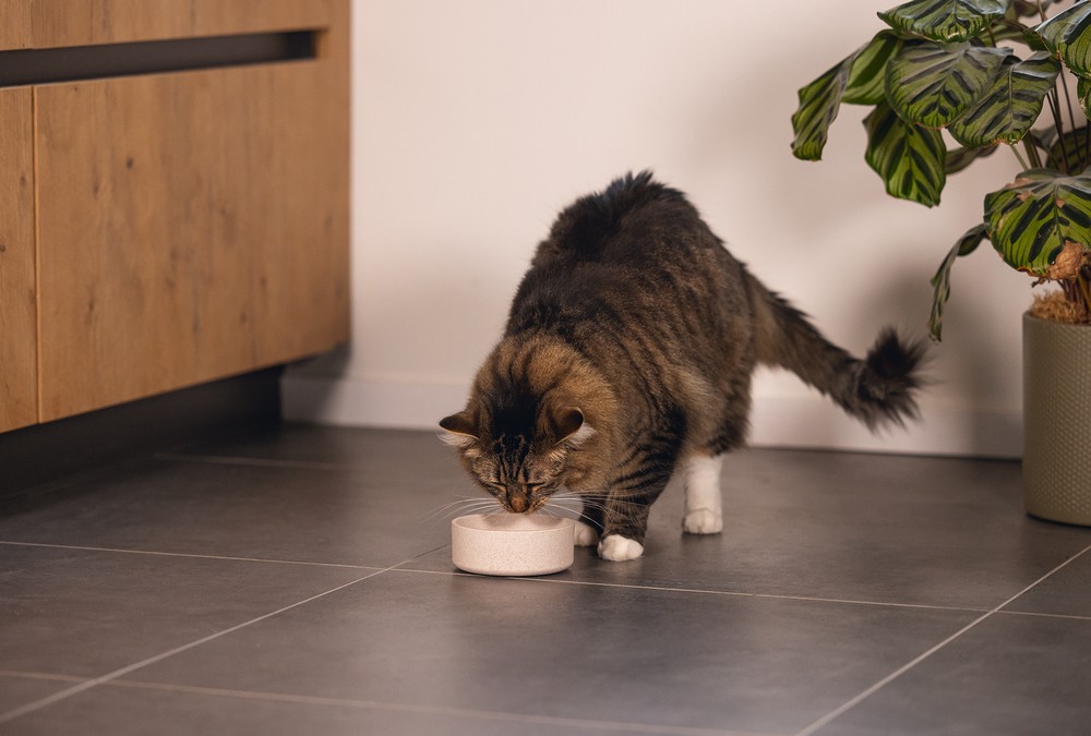 Beeztees DBL Kedi Mama Su Kabı, Bambu, Bej 12cm, 250ml
