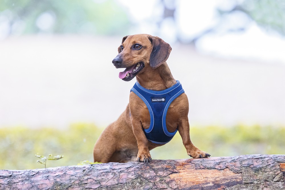 Beeztees Köpek Göğüs Tasması, Neopren, Mavi, S, 38-44cm