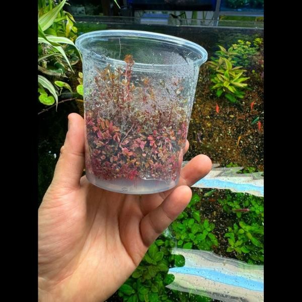 Rotala Orange Juice In Vitro Canlı Bitki 500cc