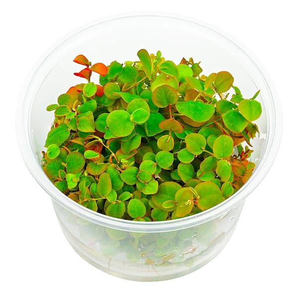 Phyllanthus Fluitans Red In Vitro Canlı Bitki