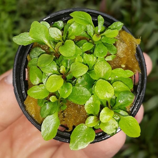 Lobelia Cardinalis In Vitro Cup Canlı Bitki