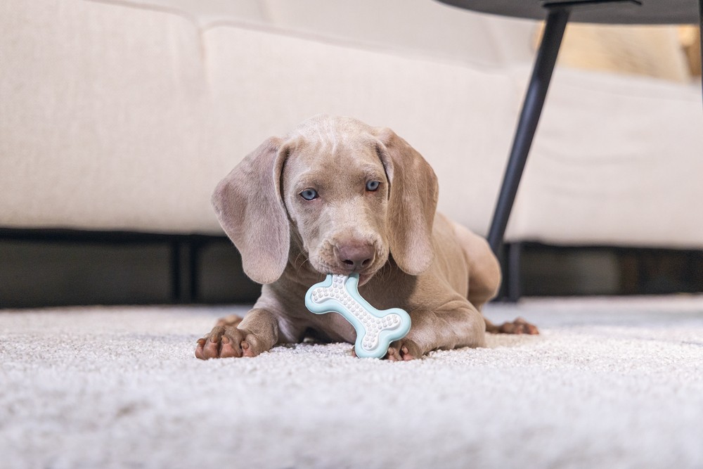 Beeztees Yavru Köpek Diş Oyuncağı, İçi Dolu Halka, Kauçuk, Yeşil, 10cm
