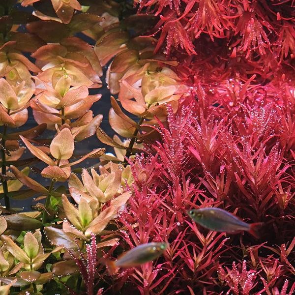 Rotala Rotundifolia Red In Vitro Canlı Bitki