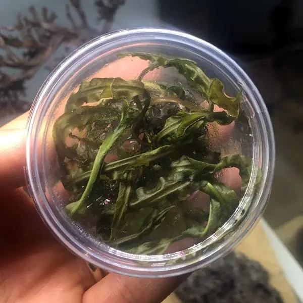 Cryptocoryne Crispatula In Vitro Canlı Bitki
