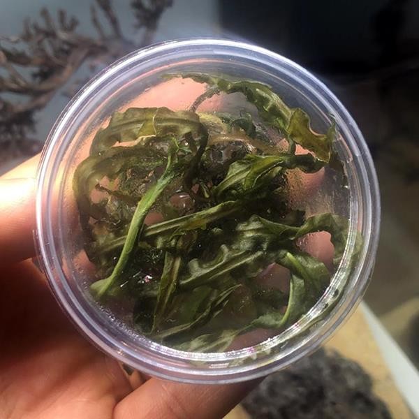 Cryptocoryne Crispatula In Vitro Canlı Bitki