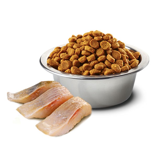 ND Ocean Ringa Balığı Portakallı Tahılsız Yetişkin Kedi Maması 300gr