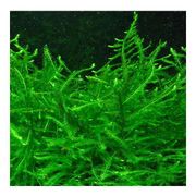 Vesicularia