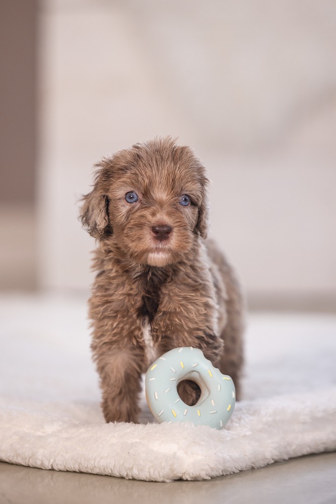 Beeztees Köpek Oyuncağı, Sesli, Donut, Lateks, Çeşitli Renklerde, 7x7x3cm