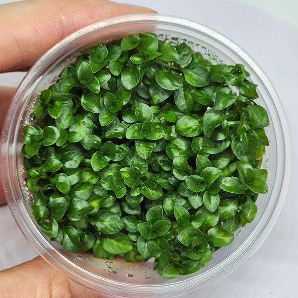 Ludwigia Sp White In Vitro Canlı Bitki