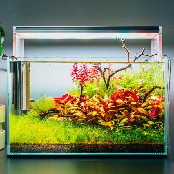 Rotala Macrandra Mini Red In Vitro Canlı Bitki