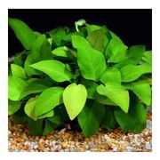 Anubias