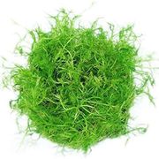 Bacopa
