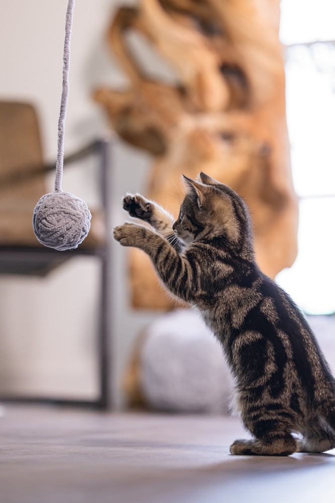 Beeztees Yavru Kedi Oyuncağı, Kuyruklu Yün Top, 6,5cm, 35cm kuyruk