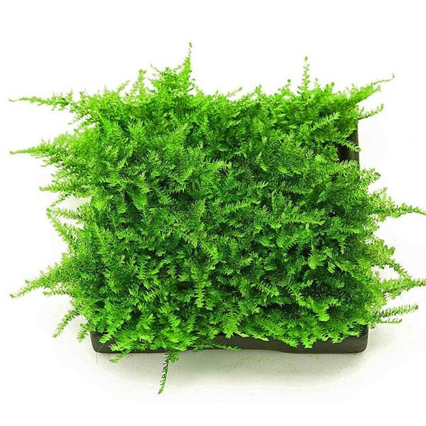 Mini Christmas Moss Yeni Sarım Canlı Bitki 5x5 Cm