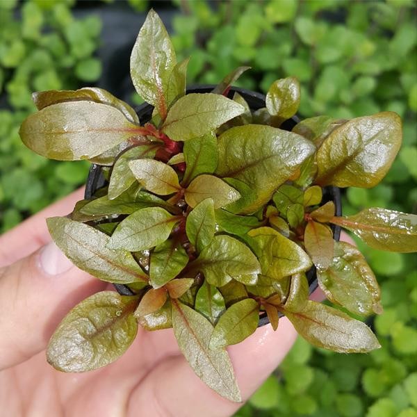 Alternanthera Rosaefolia Saksı Canlı Bitki