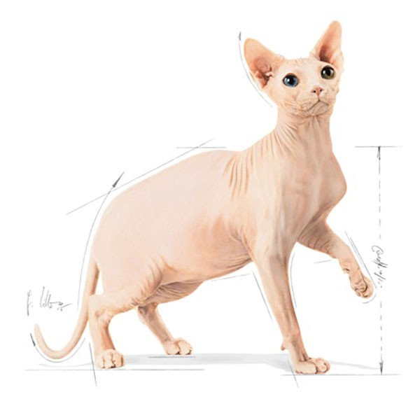 Royal Canin Sphynx Yetişkin Kedi Maması 2 Kg