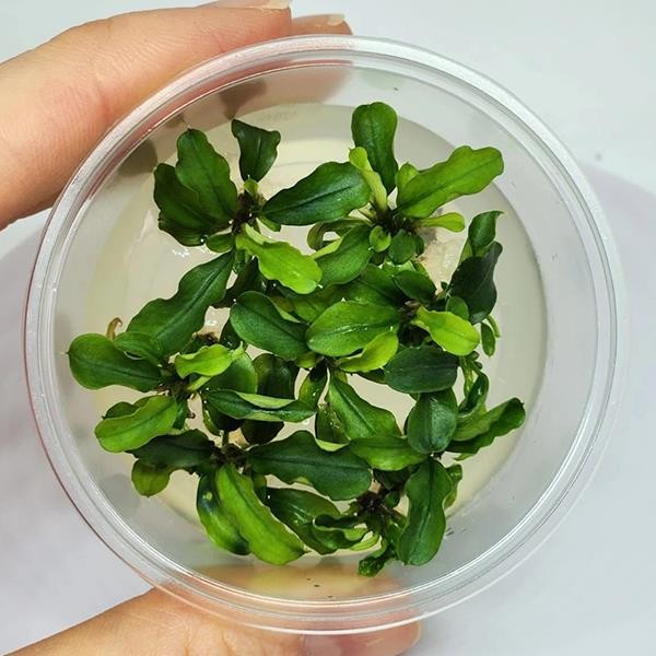 Bucephalandra Bukit Kelam In Vitro Canlı Bitki