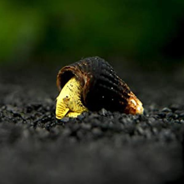 Mini Golden Rabbit Snail Salyangoz 2 Adet Straforlu Gönderim