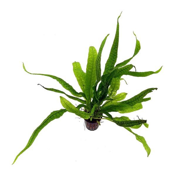 Microsorium Pteropus Philippine Saksı Canlı Bitki
