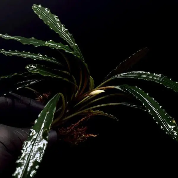 Bucephalandra King Crocodile Saksı Canlı Bitki