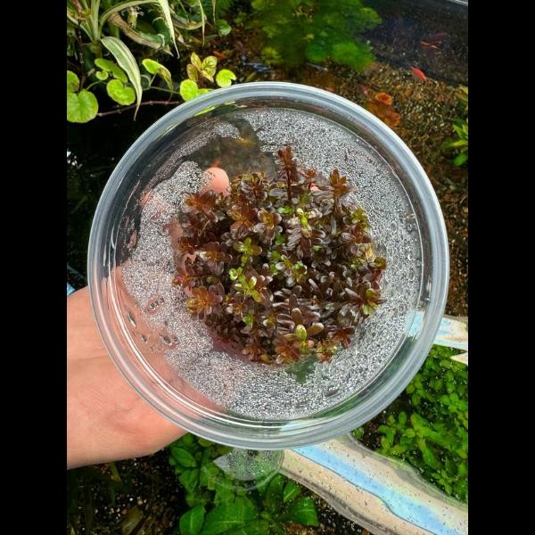 Rotala Colorata In Vitro Canlı Bitki 500cc